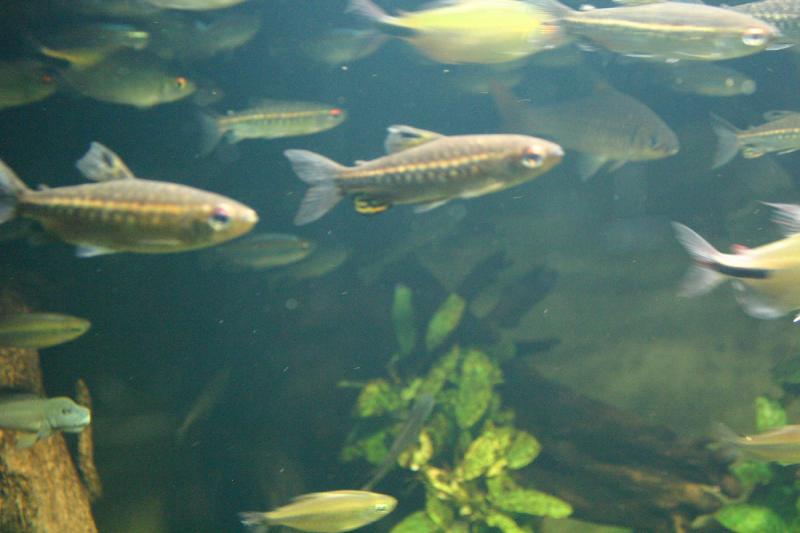 2005-08-25 14:18:26 ** Aquarium, Berlin, Deutschland, Zoo ** Aquarium im Berliner Zoo.