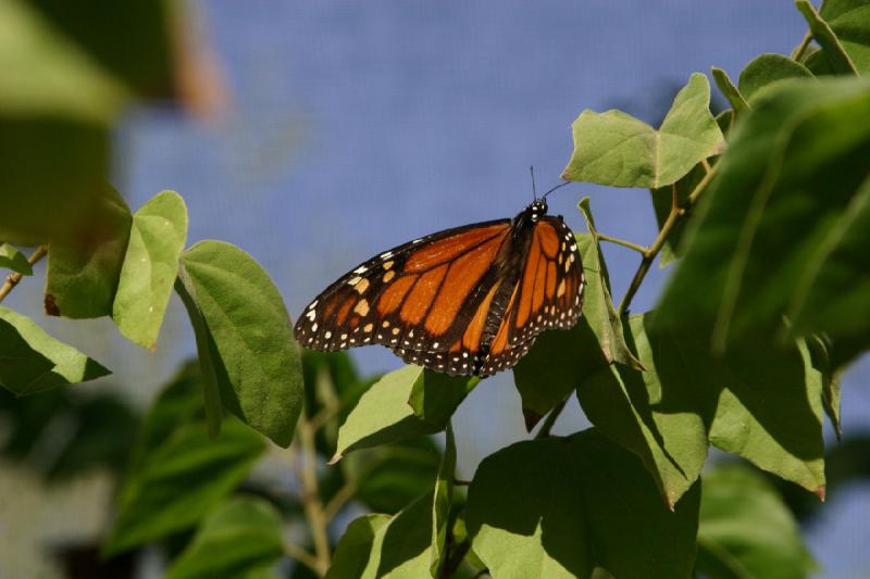 2007-10-27 13:27:44 ** Botanischer Garten, Phoenix ** Monarchfalter.