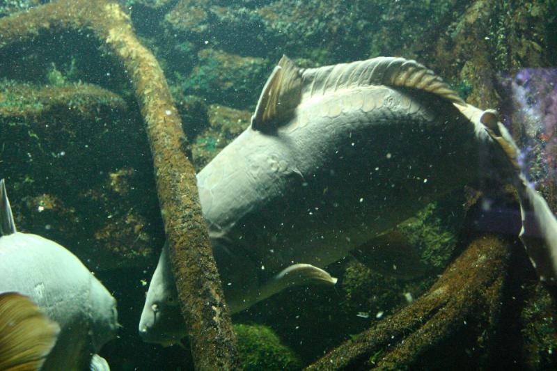 2005-08-25 14:43:34 ** Aquarium, Berlin, Germany, Zoo ** Large fish.