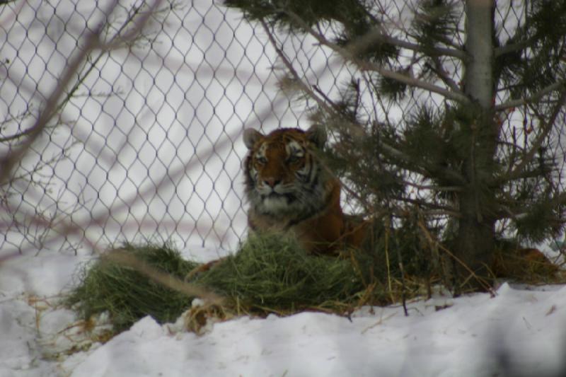 2007-12-09 16:11:38 ** Utah, Zoo ** Sibirischer Tiger oder auch Amurtiger.