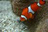 Clownfish.