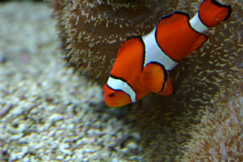 2007-09-01 11:37:26 ** Aquarium, Seattle ** Clownfisch.