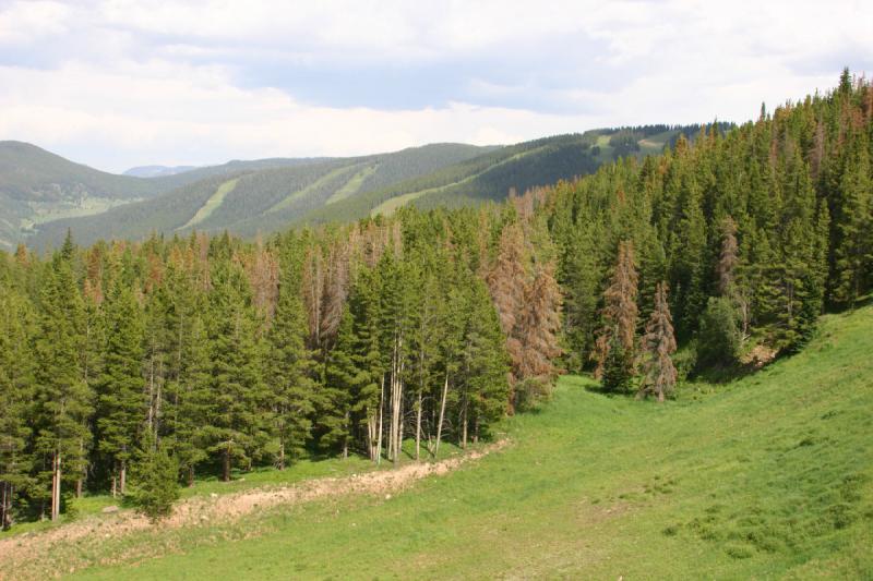 2006-07-23 16:10:32 ** Vail ** In spite of the many ski runs there is still room for some trees. 2006-07-23 16:10:32 ** Vail ** In spite of the many ski runs there is still room for some trees.