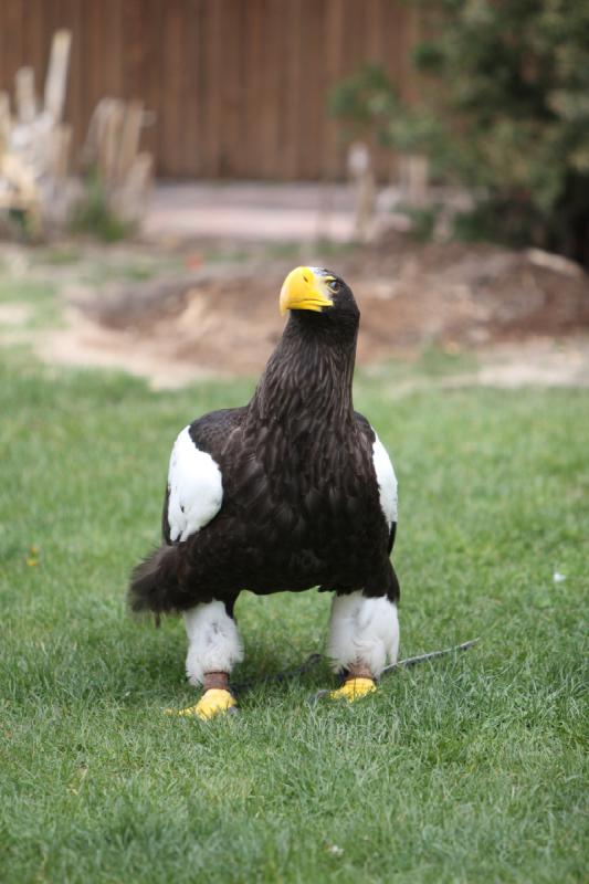 2011-05-07 11:02:23 ** Riesenseeadler, Utah, Zoo ** 