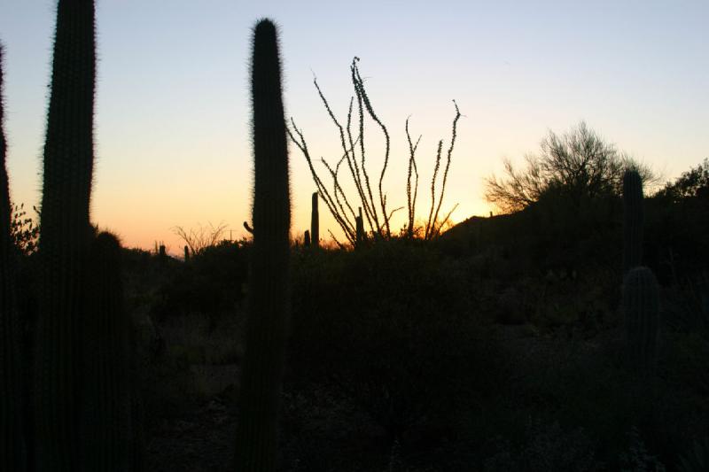 2006-06-17 19:31:06 ** Botanischer Garten, Kaktus, Tucson ** Sonnenuntergang im Park.