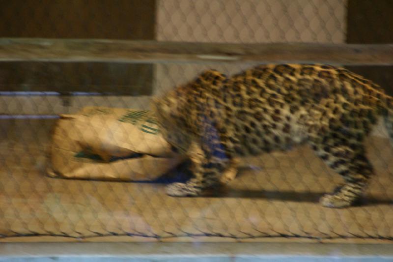 2007-06-18 10:40:30 ** Utah, Zoo ** Amurleopard.