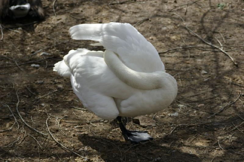 2007-03-11 15:20:28 ** Utah, Zoo ** Schwan.