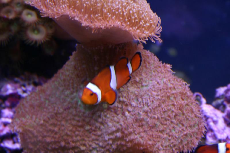 2007-12-15 13:12:22 ** Aquarium, Utah, Zoo ** Clownfisch zwischen den Korallen.