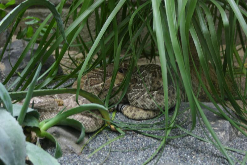 2005-08-25 14:48:27 ** Berlin, Germany, Zoo ** Snake.