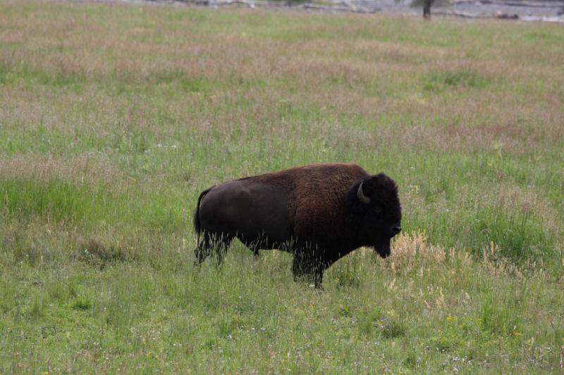 2009-08-05 13:47:35 ** Bison, Yellowstone Nationalpark ** 