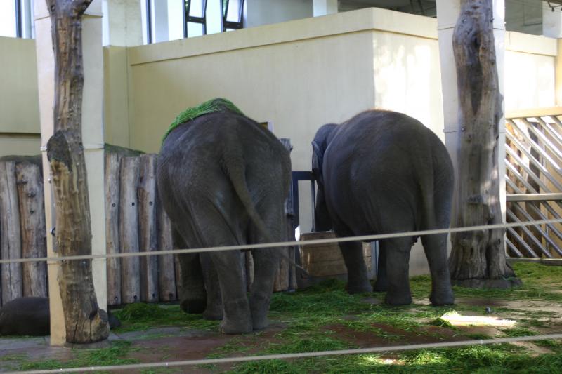 2005-08-24 17:52:50 ** Berlin, Germany, Zoo ** Elephants.