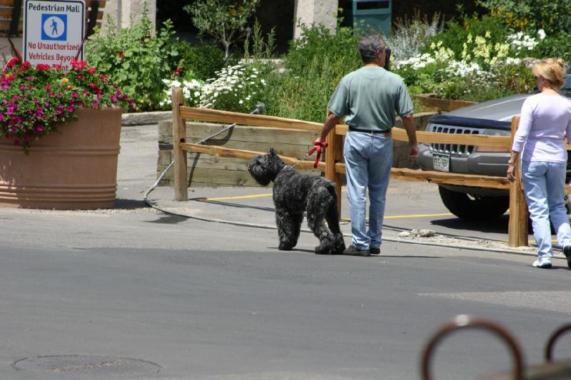 2006-07-22 12:52:38 ** Vail ** Many dogs in the city. 2006-07-22 12:52:38 ** Vail ** Many dogs in the city.