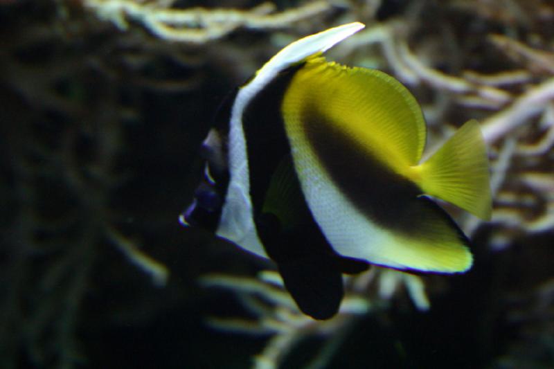 2006-11-29 12:38:32 ** Aquarium, Berlin, Deutschland, Zoo ** Sieht fast wie ein Skalar aus, ist aber ein Salzwasserfisch.