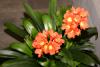 This clivia was within a house.