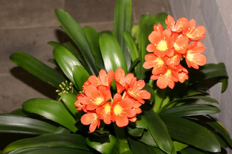 2005-05-05 12:09:56 ** Botanical Garden, Oregon, Portland ** This clivia was within a house.