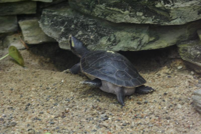 2005-08-25 14:55:40 ** Berlin, Deutschland, Zoo ** Schildkröte.