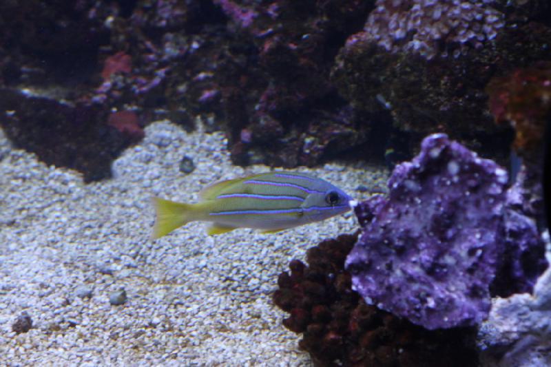 2012-06-16 11:08:50 ** Aquarium, Seattle ** 