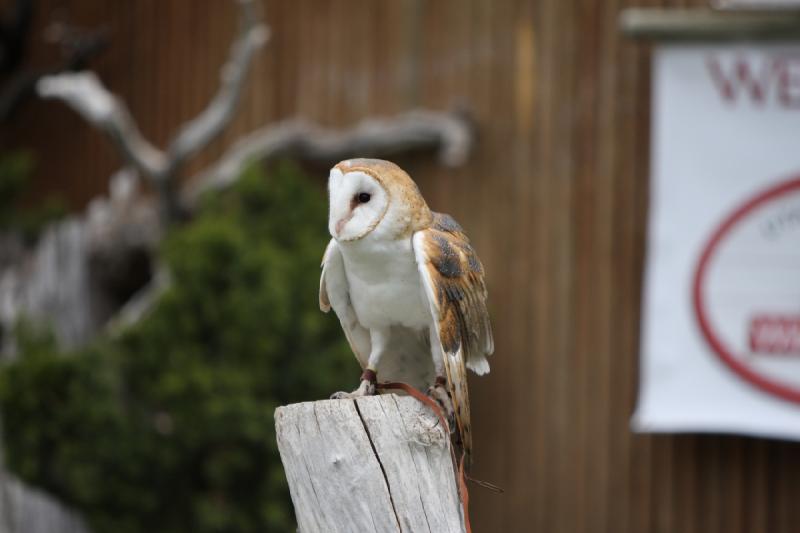 2011-05-07 11:09:04 ** Utah, Zoo ** 