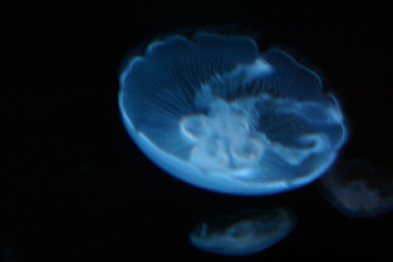 2007-12-15 13:01:20 ** Aquarium, Utah, Zoo ** Jellyfish in the light.