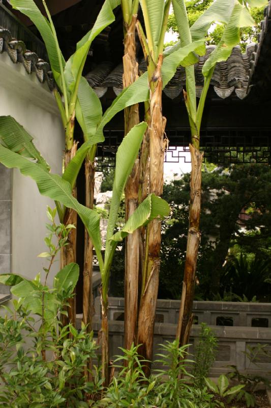 2005-05-05 12:30:50 ** Botanical Garden, Oregon, Portland ** A banana tree reaches into the light.