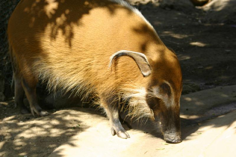 2008-03-20 11:49:18 ** San Diego, Zoo ** Pinselohrschwein.