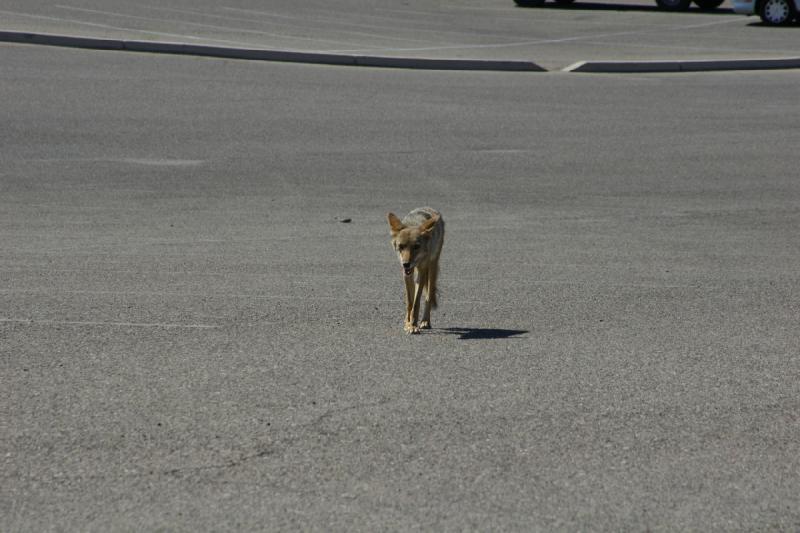 2006-06-17 15:37:24 ** Tucson ** Dieser Koyote hat sich auf den Parkplatz von 'Old Tucson' verirrt.