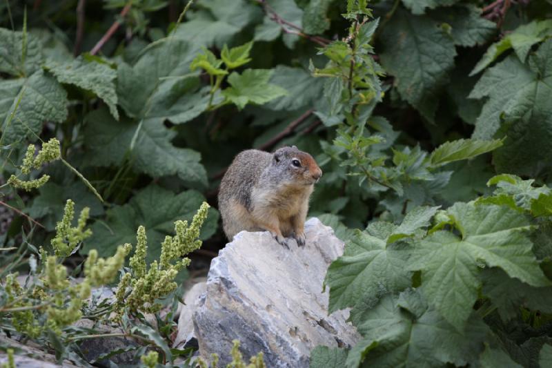 2008-08-18 10:34:23 ** Glacier Nationalpark ** 