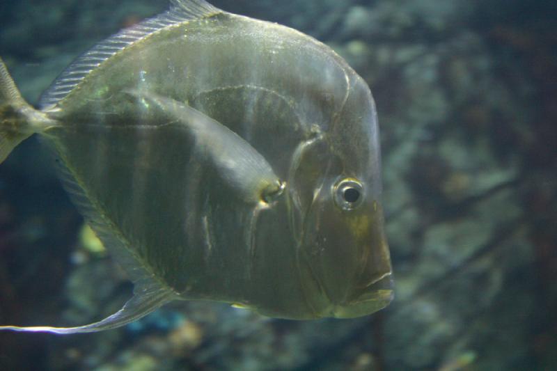 2007-10-13 12:28:30 ** Aquarium, California, Zoo ** A large but very flat fish with a bony looking head. 2007-10-13 12:28:30 ** Aquarium, California, Zoo ** A large but very flat fish with a bony looking head.