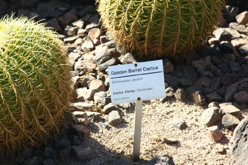 2007-10-27 14:25:40 ** Botanischer Garten, Kaktus, Phoenix ** Beschreibung des Goldkugelkaktus.