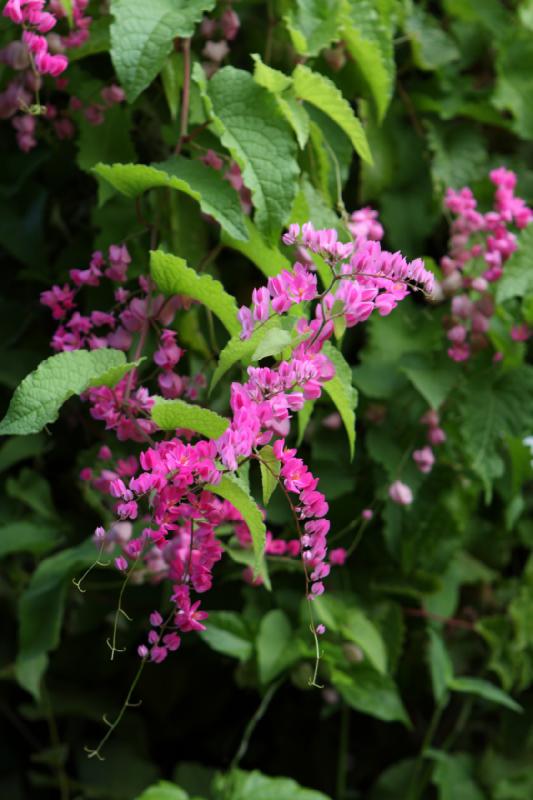 2011-11-27 09:27:39 ** Botanischer Garten, Hawaiʻi, Kauaʻi ** 