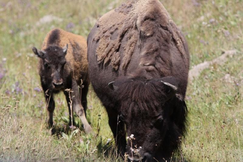 2008-08-16 11:47:10 ** Bison, Yellowstone National Park ** 