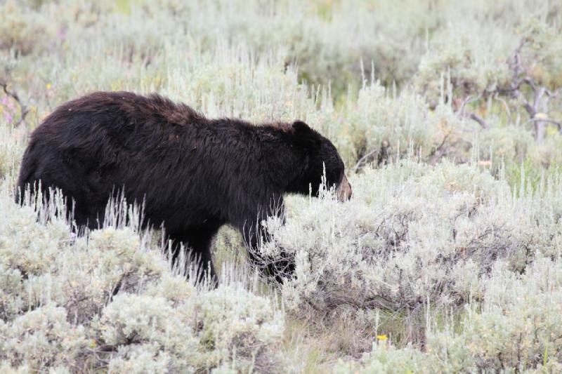 2009-08-05 14:09:02 ** Schwarzbär, Yellowstone Nationalpark ** 