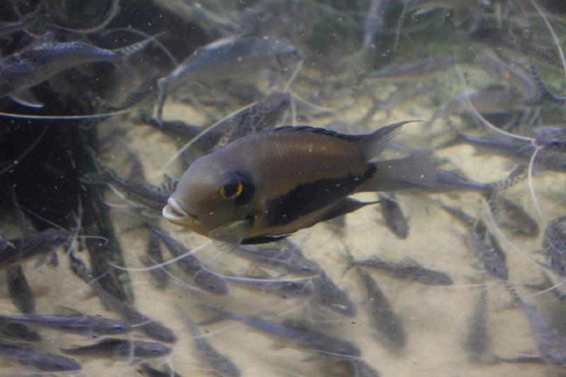 2014-03-12 11:14:00 ** Chicago, Illinois, Shedd Aquarium ** 