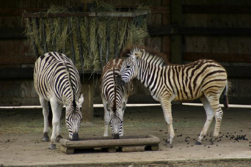 2005-05-07 14:23:03 ** Oregon, Roseburg, Zoo ** Zebras.