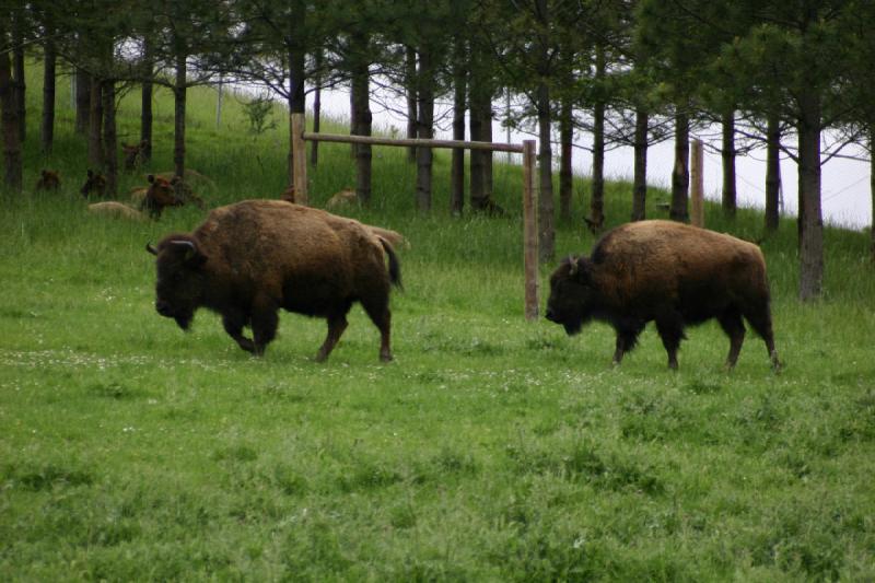 2005-05-07 14:32:07 ** Oregon, Roseburg, Zoo ** Buffalo.