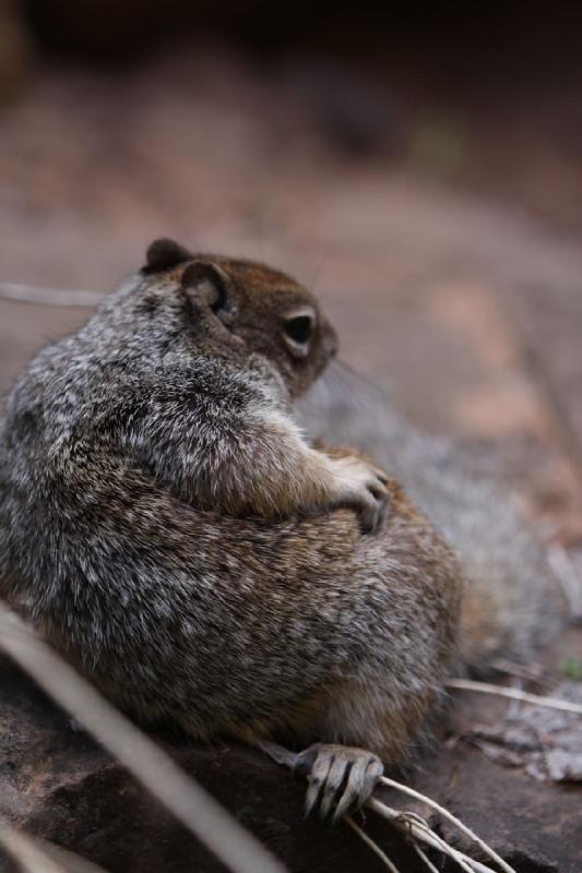 2011-05-29 09:53:31 ** Utah, Zion Nationalpark ** 