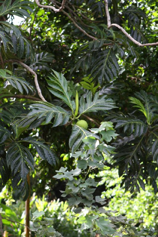 2011-11-27 09:50:09 ** Botanischer Garten, Hawaiʻi, Kauaʻi ** 