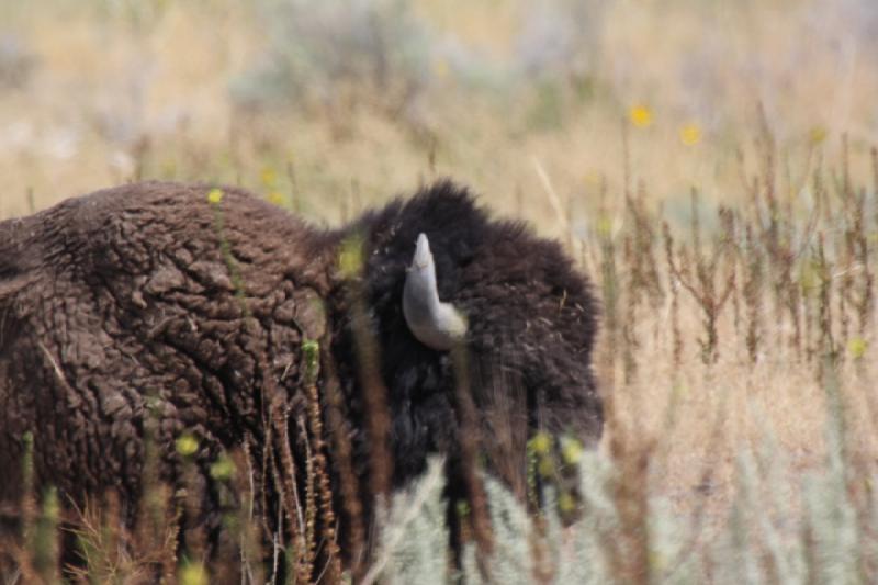 2013-08-24 13:32:09 ** Antelope Island, Bison, Utah ** 