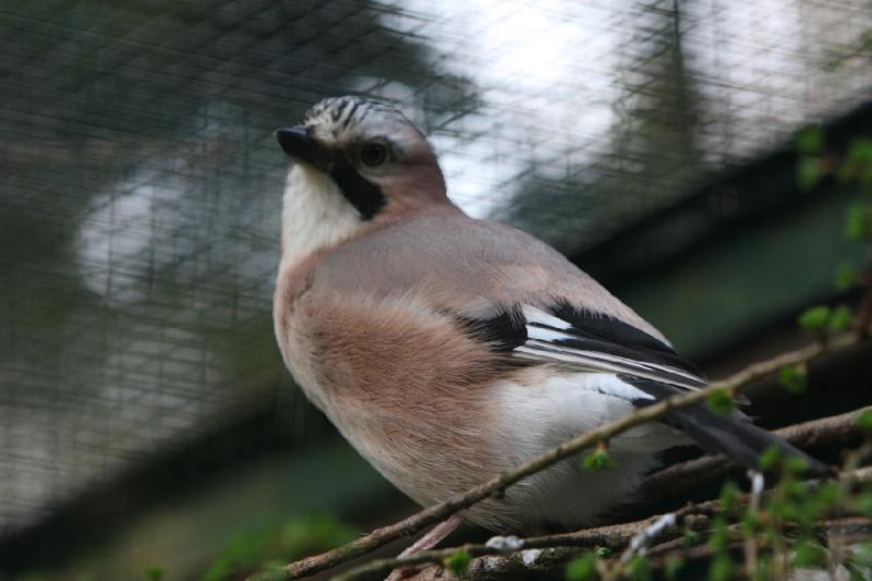 2010-04-13 18:23:38 ** Deutschland, Walsrode, Zoo ** 