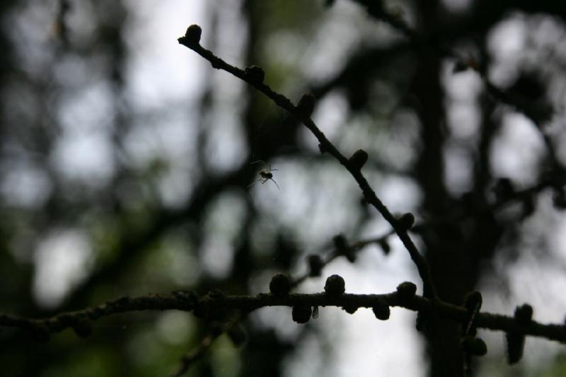 2008-05-13 12:43:02 ** Bergen-Belsen, Concentration Camp, Germany ** Spider in its web.