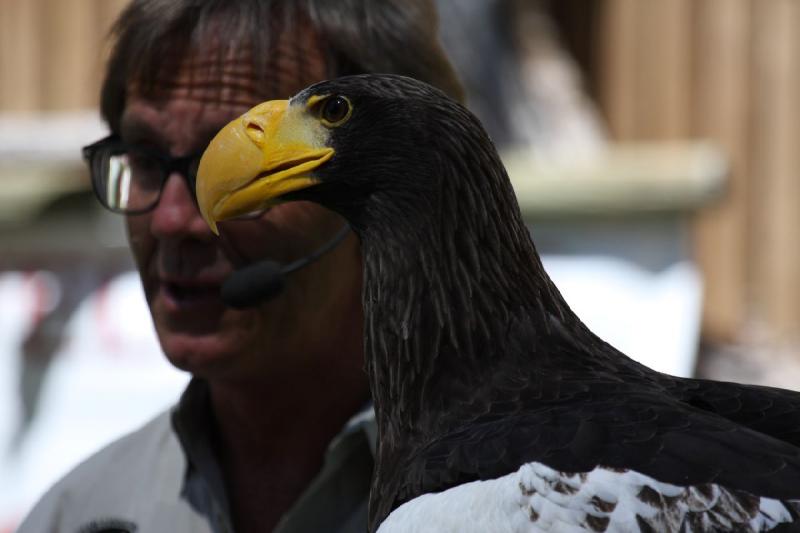 2011-07-15 15:02:53 ** Riesenseeadler, Utah, Zoo ** 