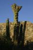 Saguaro-Kaktus.