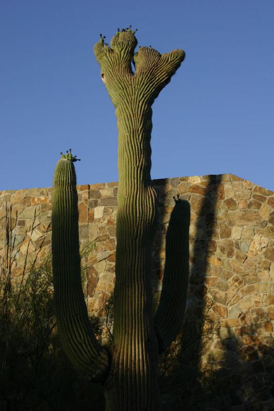 2006-06-17 18:40:08 ** Botanischer Garten, Kaktus, Tucson ** Saguaro-Kaktus.
