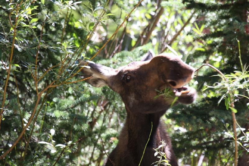 2010-08-21 11:18:53 ** Moose, Uinta Mountains ** 