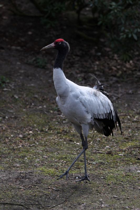 2010-04-13 15:46:14 ** Deutschland, Walsrode, Zoo ** 