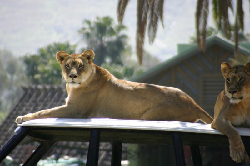 2008-03-21 12:43:18 ** San Diego, San Diego Zoo's Wild Animal Park ** Löwinnen.