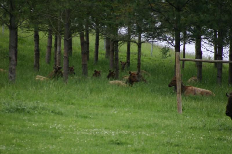 2005-05-07 14:32:02 ** Oregon, Roseburg, Zoo ** Elk share the cage with buffalo.