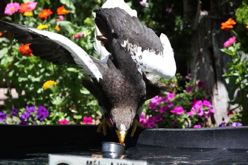 2011-07-15 13:02:36 ** Riesenseeadler, Utah, Zoo ** 