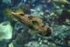 Porcupinefish.
