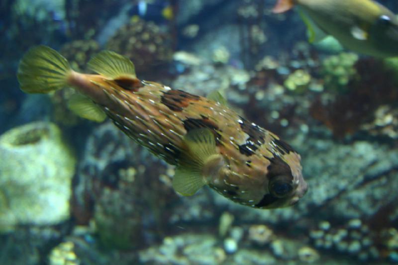 2007-10-13 12:26:56 ** Aquarium, Kalifornien, Zoo ** Igelfisch.